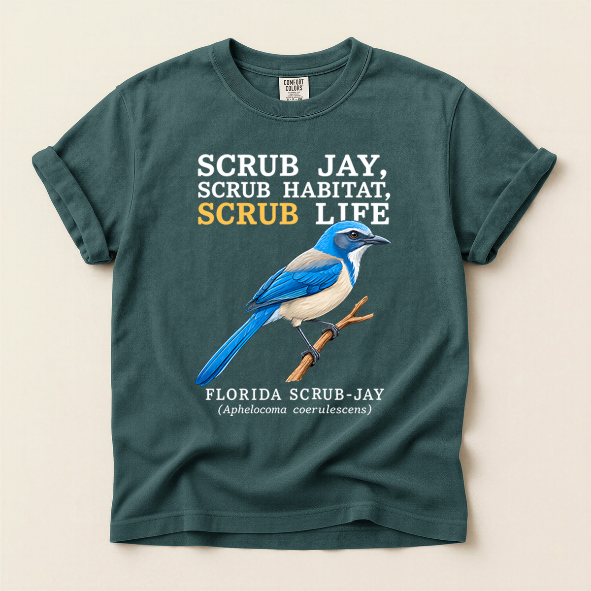 Florida Scrub Jay - Blue Spruce